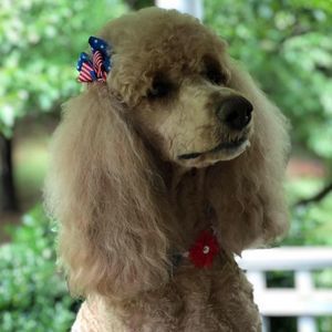 Meet your Posher, Pam